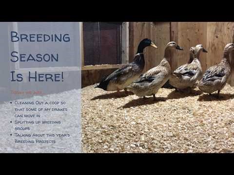 Breeding Season is Here! (Getting My Duck Breeding Pens Set Up)