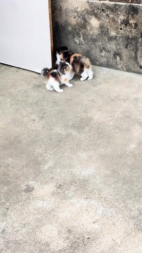 Vega888: Adorable Cats and Their Purring Sounds