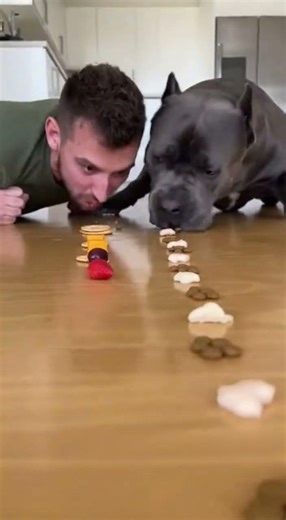 #FunnyChallenge #EpicCompetition #MessyEating #CaneCorso #ComedyVideo