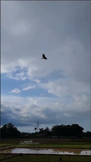 Beautiful Bird Flying in the Sky #shorts #birds #nature #wildlife