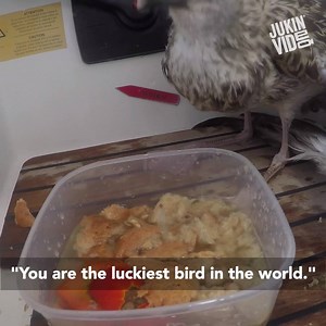 Heroes rescue stranded seagull! | This is Happening