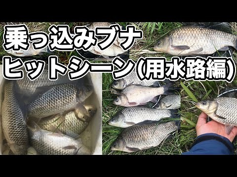 乗っ込みブナ ヒットシーン連発！ 用水路編【小物釣り フナ釣り 鮒釣り ふな釣り】