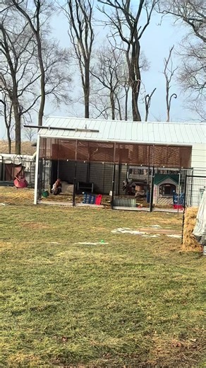 #petfoxes #catchmeifucan #foxfriends | foxes