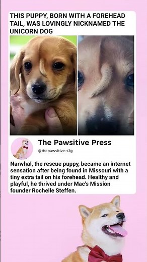 The Puppy with a TAIL on His FOREHEAD! Meet Narwhal the Unicorn Dog!