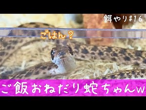 べた慣れモイラヘビ の餌やり、捕食#15【毒蛇飼育】♦️false cobra Snake feeding #15