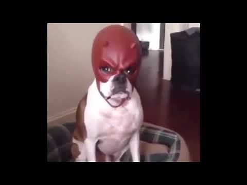 dog with daredevil mask meme no watermark for tiktok