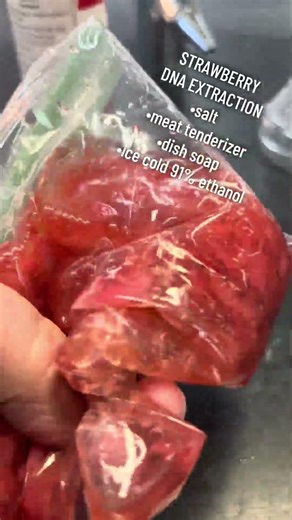 Strawberry DNA extraction 🧬 🍓