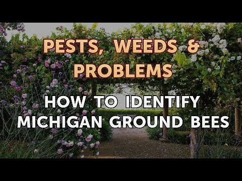 How to Identify Michigan Ground Bees