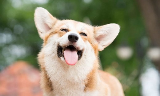 What Were Corgis Bred For? Original History, Jobs and Role
