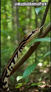 Snake Stunned by City Skyline! 😲🏙️ヘビが都会の景色に呆然！साँप शहर के नज़ारे देखकर हैरान! #viral #shorts