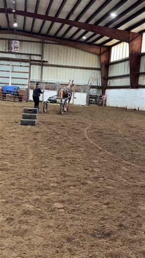 Saddlebred Rescue on Reels