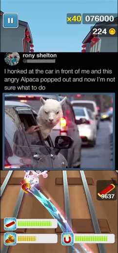 Why is this Alpaca so angry, Funny, Meme