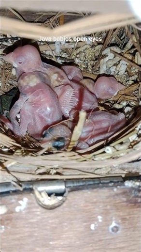 java babies growth❤️