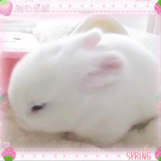 literally me 🎀🐰🌸°• #rabbit #rabbitblink🐰 #cute #cuterabbit #cuterabbits #cuterabbitvideos #cuterabbits🐰 #🐰 #bunnies🐰 #cuteanimals #bunnies #fyp #foryoupage #viral #fyppage #viralvideo