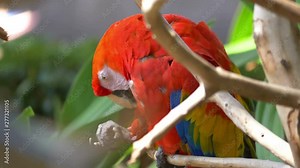 Macaw red parrot cleaning feathers on the branch in 4K slow motion 60fps