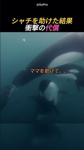 シャチを助けた結果衝撃の代償