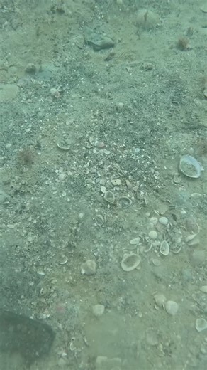 213 reactions | More Megalodons please #The last front has helped...