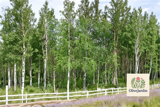50 Weeping White Birch Seeds – Silver Birch Betula Pendula Alba – Ornamental Landscape Tree - Etsy