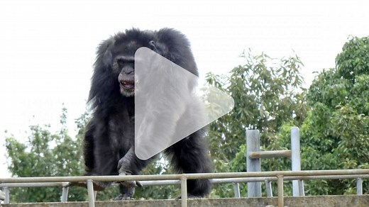 Dancing chimpanzees may reveal how humans started to boogie