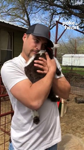 3M views · 10K reactions | #Hugs for everyone! Witness the #love between #man and #baby #goats #huggywuggy #babygoats #trending #cutenessoverload | Poke My Heart | Facebook