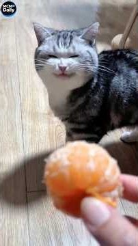 Funny cats!🥰🥰/Смешные котики🥰🥰79