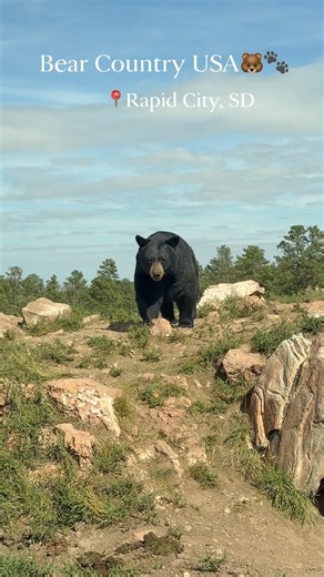Wildlife sightings at every turn Bear Country USA in Rapid City, SD! #rapidcity #bison #southdakota