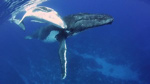 4.6M views · 4.2K reactions | You see that person in the video? Well...