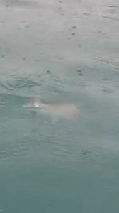 45K views · 843 reactions | Snapper Feeding Right at the Surface! ...