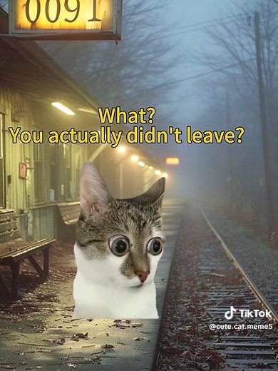 Could you please give a little attention to this poor kitten? #catmemes #catmeme kids Cartoons cartoon kids videos #cartoon #KidsContent