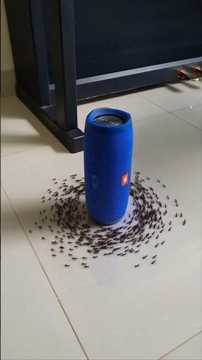 Why Ants Trap Themselves in a Deadly Loop 🐜😳