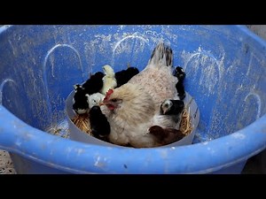 The hen brooded in the corner of the house and harvested 11 chicks