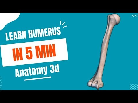 Master the Humerus in 10 Minutes | Every Landmark Explained | Anatomy for DPT & MBBS