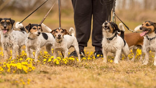 The 33 terrier breeds – all the same or wildly different?