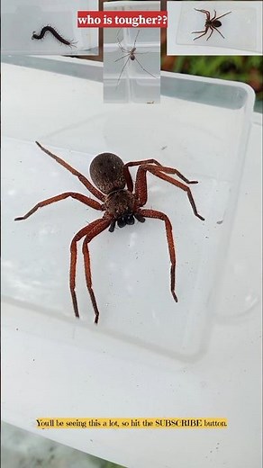 Scolopendra VS Long-leggs Spider VS Huntsman Spider. #insects #animals #venomouscreatures