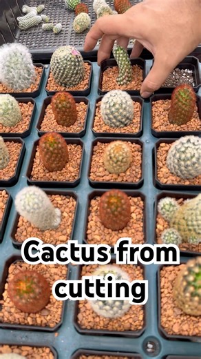 Cactus propagations from cutting 🌵 #cactus #cactusgarden #succulent #kaktus #mammillaria #propagate