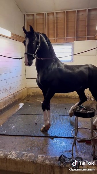 Mo Our black swan, expression overload. #KWPN #Horse #Equine #Stallion #Showhorse #HackneyHorse #HorseLover #Horse #Equestrian #Horsey #Blackbeauty