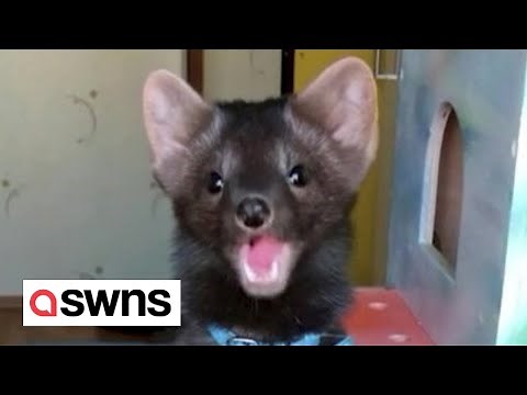 Meet buddy the sable who stands on his hind legs and looks like a LITTLE BEAR | SWNS