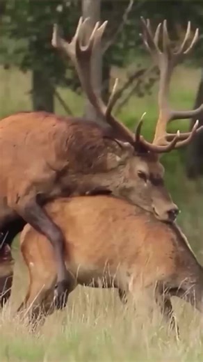 Graceful Deer in Its Natural Habitat