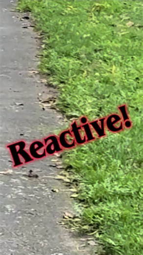This used to be Ralph… on a good day. Barking and screeching at other dogs far more intensely than in the first clip. Walks were stressful and unpredictable. With some help and guidance, and a lot of effort and consistency from his owners, things slowly began to change. A couple of months later he’s now off lead and enjoying himself, calmly playing with other local dogs. Another little ‘pawsitive’ success story. If your dog is struggling with similar reactions, feel free to reach out. With the r