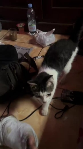 Kucing Persia: Luahan Hati & Kisah Dihina seperti Binatang