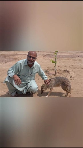 Domesticated Jackal | Paltu Gidar | Tamed Golden Jackal