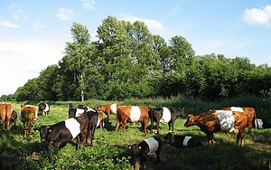 Can cows sense magnetism? The debate continues