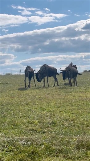 Welcome to my animal adventures! African Herbivores #animals #zoo #safari #zooanimals