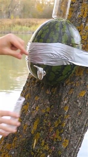 Watermelon cocktail bowl 🍉 Easy DIY mini bar 👍🏼 | 5-Minute Crafts GIRLY