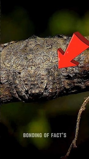 The Invisible Wrap-Around Spider – Nature’s Ultimate Camouflage Trick! 🕷️🌿