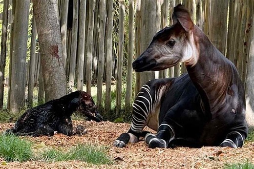 Sacramento Zoo Celebrates First Okapi Birth in Its Nearly 100-Year History: ‘An Important Milestone’