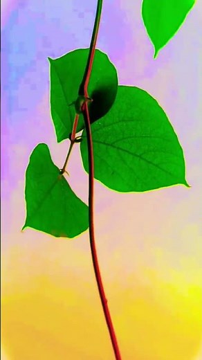 DSLR 😄 video 📷#likesharesubscribe