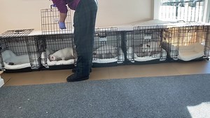 I would like to touch very lightly on crate training for young puppies. We give our entire protocol for crate training for breeders in our NB2NH breeder course https://bit.ly/PCNB2NH and crate training for puppy owners in our With Open Arms puppy course https://bit.ly/WITHOPENARMS but here are a few thoughts about setting up sessions that I wanted to share with you. For my own puppies that I am keeping here, and for any puppy owner, I prefer to use a large crate for even very small puppies. You 
