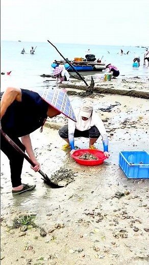 Seashell Collection: The Complete Process! #shorts