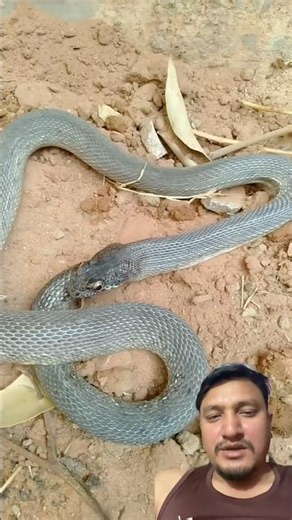 Snake Eating Itself Moment #Snake #Ouroboros #ShockingVideo